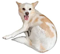 Tina the dog